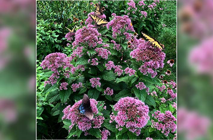 Joe-Pye weed