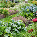 fall crops in garden