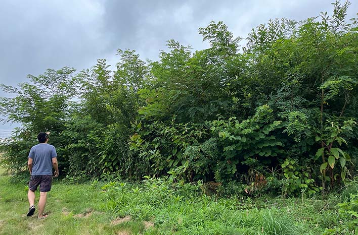 Miyawaki method forest