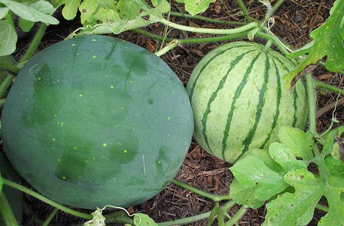 growing melons