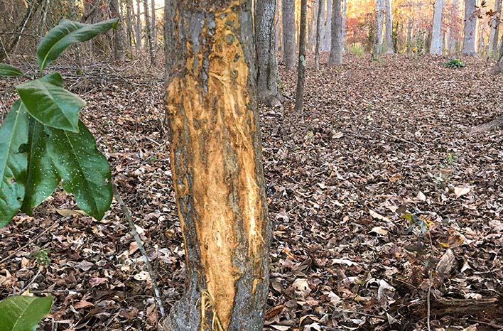 Deer rutting damage