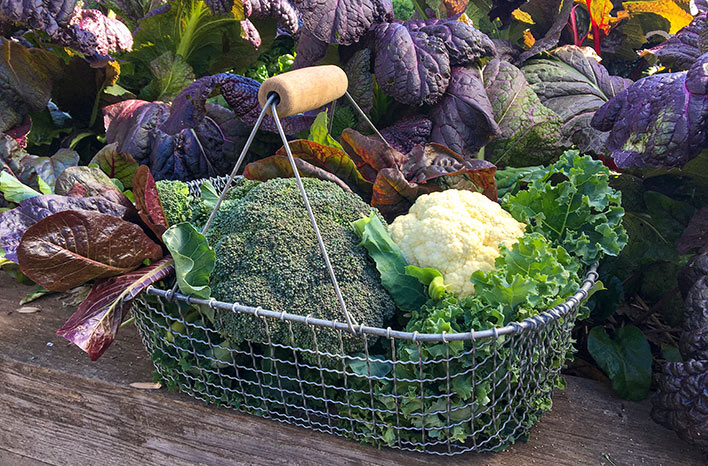 Basket of cool-season vegetables
