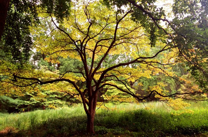 Acer palmatum - Japanese maple