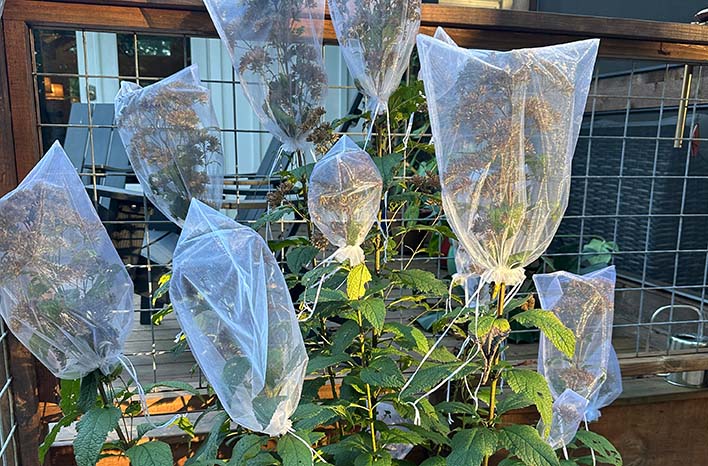Bags over flowers for seed saving