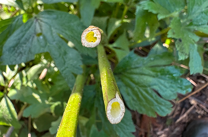 Hollow Plant stems