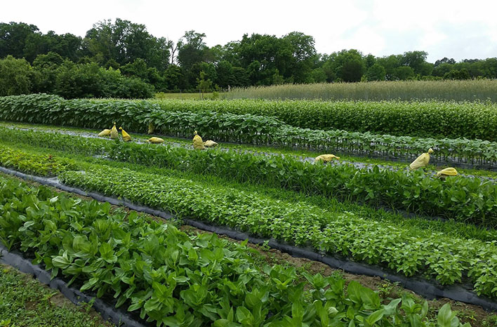 Succession plantings