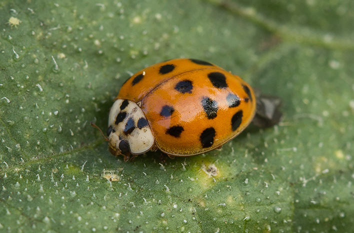 Asian lady beetle aka harlequin ladybug, a non-native ladybug