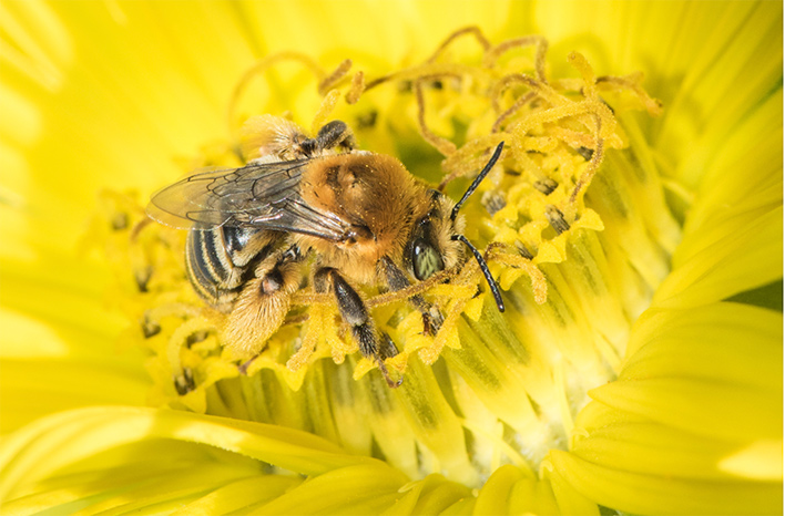 Melissodes trinodis female bee
