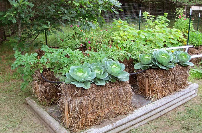 straw bale garden