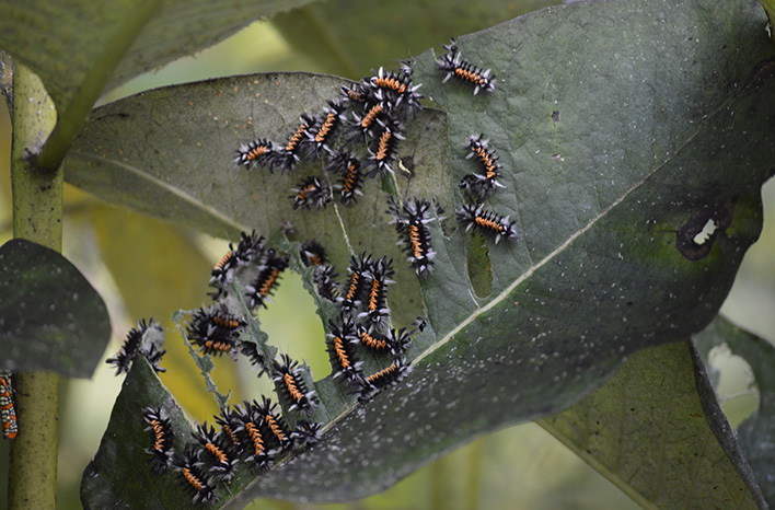 Milkweed tussock moth