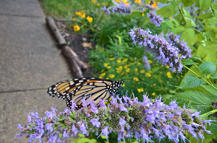 Monarch on Hyssop