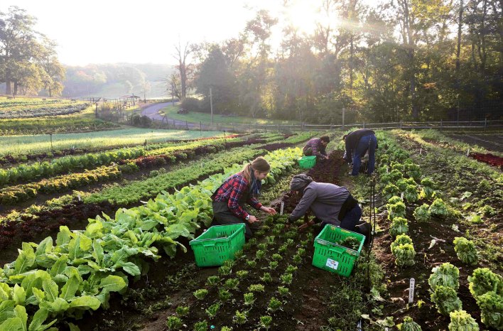 harvesting organic produce for Blue Hill at Stone Barns