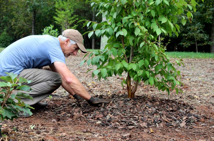 How to plant trees with Joe Lamp'l