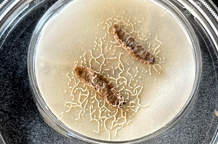 Nematode consumed insect