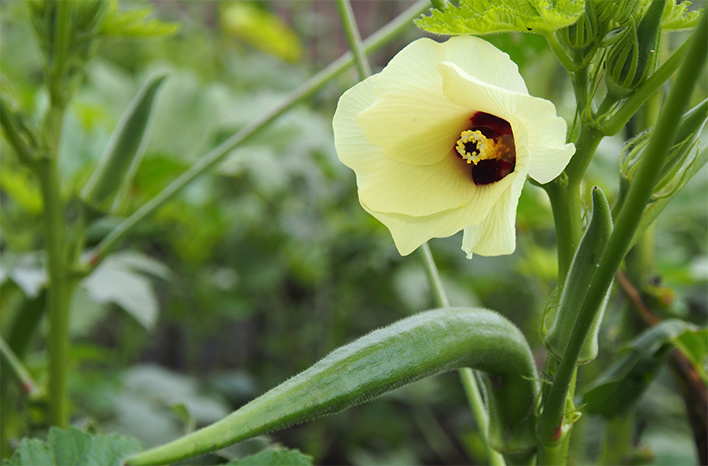 Okra pod and flower growing in a garden