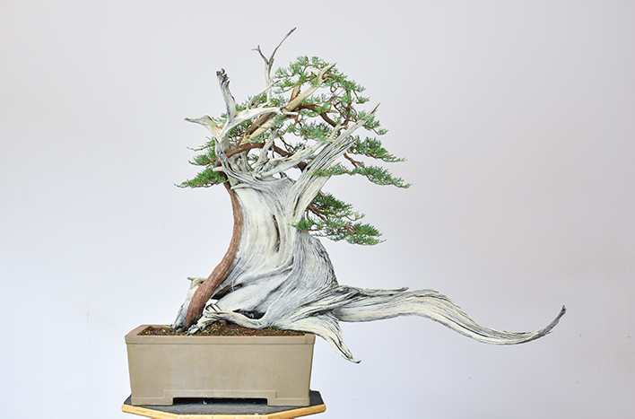 One-seed Juniper Bonsai