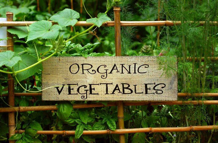 how to save money in your organic garden