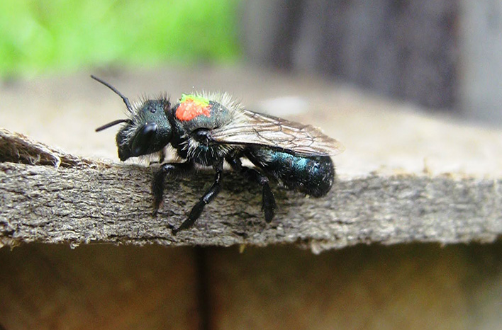 Female mason bee (Osmia iridis) on the roof of a trapnest. This bee has a paint mark on her back so she can be individually identified.