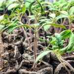 Peat pods with seedlings