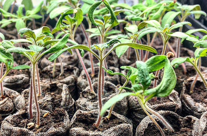 Peat pods with seedlings