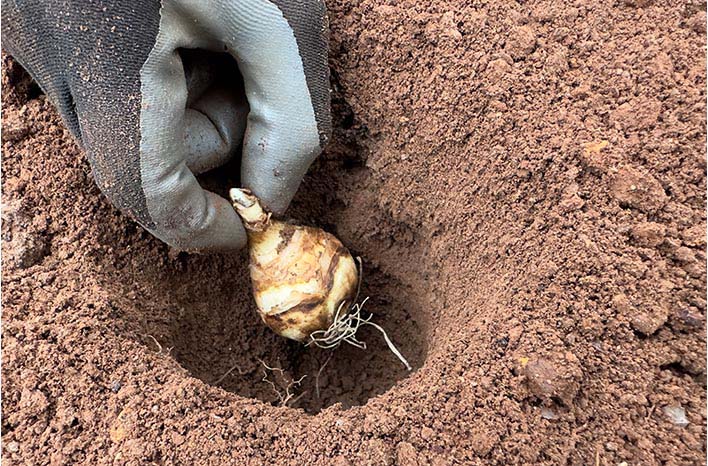 planting a spring-flowering bulb
