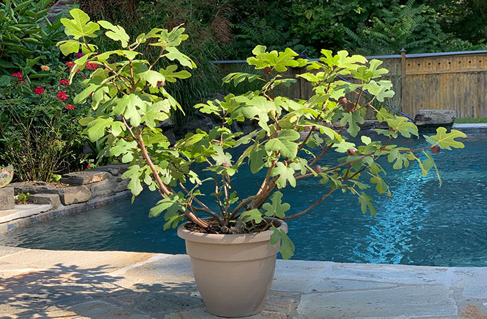 Potted fig
