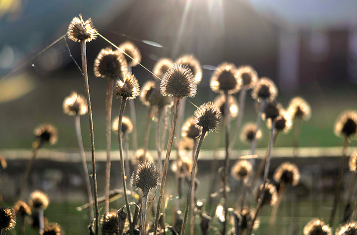 Echinacea seed heads. 