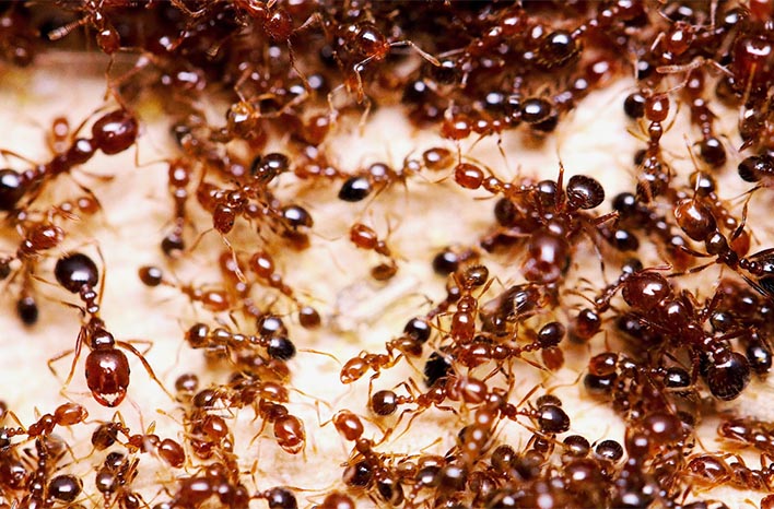 red imported fire ants