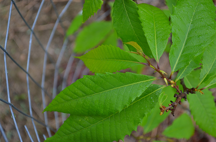 A freshly planted seedling at Biltmore Estates in Asheville, NC is surrounded by a cage to protect it from deer browse.