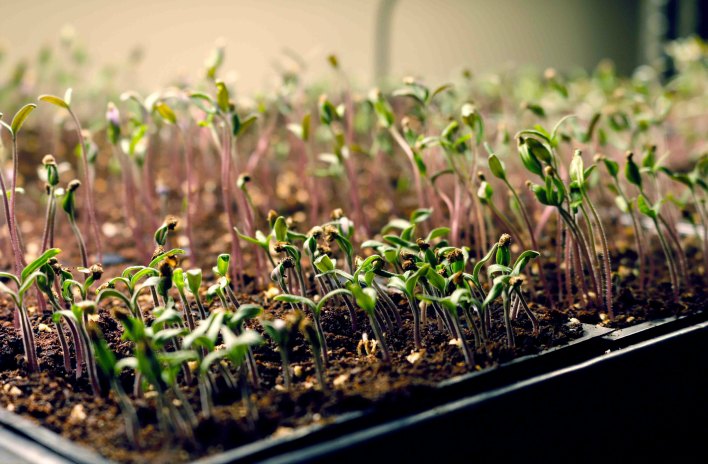 New seedlings under LED grow lights