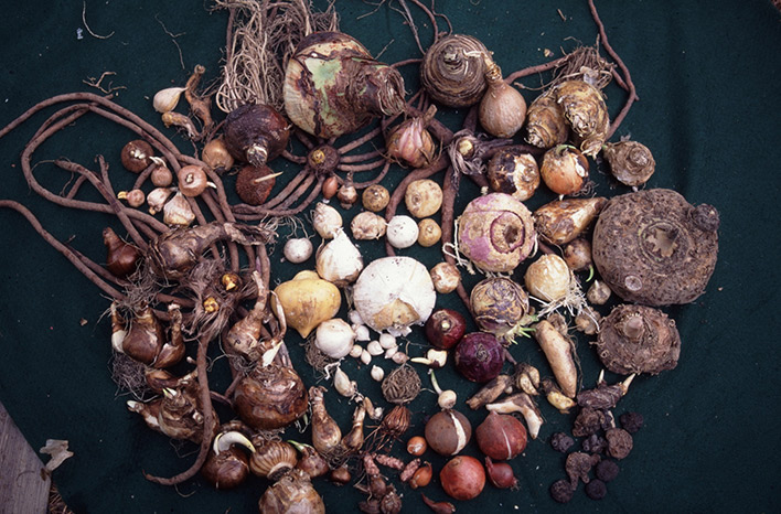 Spring flowering fall-planted bulbs