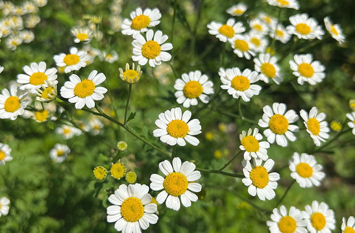 Feverfew