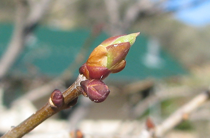 Syringa Breaking leaf buds