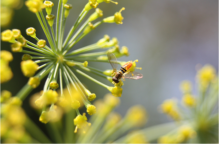 Syrphid fly on dill