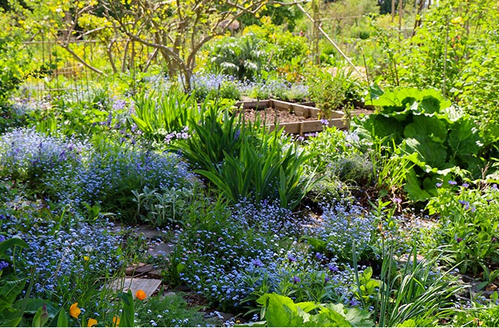 Stephanie Rose's Healing Garden