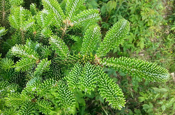 Fraser Fir Foliage