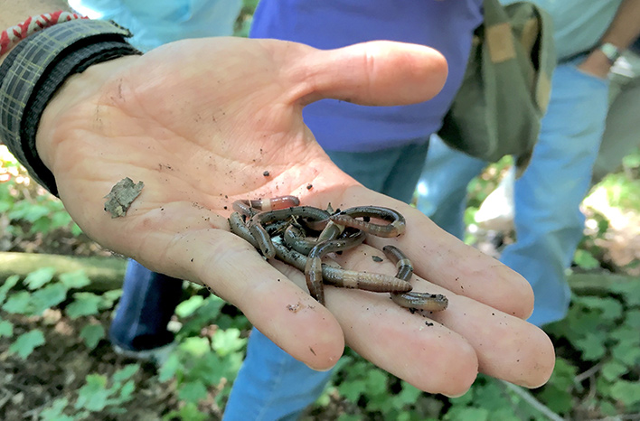 A handful of Amynthas jumping worms.