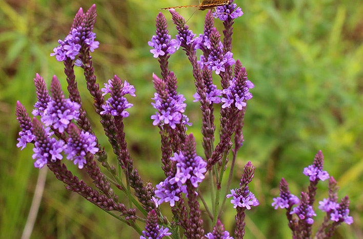 Blue vervain